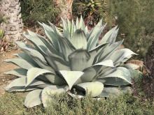 Agave ovatifolia