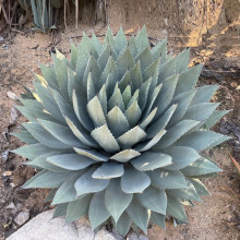 Agave parryi var. huachucensis