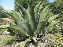 Agave salmiana subsp. salmiana