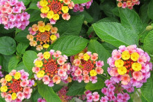 Lantana camara