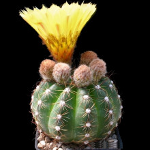 Notocactus glaucinus FR 1378