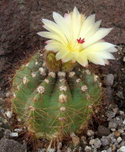 Notocactus ibicuensis HU 499