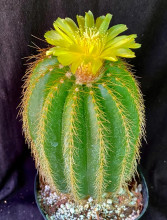 Eriocactus warasii HU 426