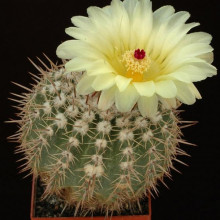 Notocactus allosiphon