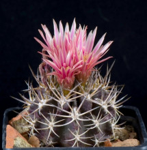 Pyrrhocactus echinus