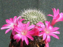 Rebutia senilis lilacino-rosea