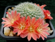 Rebutia minuscula