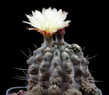 Pyrrhocactus reconditus