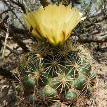 Coryphantha delaetiana