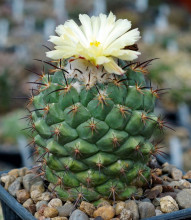 Coryphantha longicornis