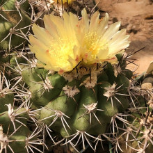 Copiapoa coquimbana