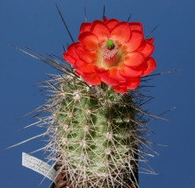 Echinocereus polyacanthus v. spinigematus