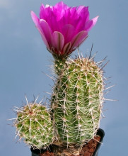 Echinocereus engelmannii v. fasciculatus