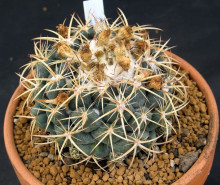 Coryphantha bumamma v. bianca