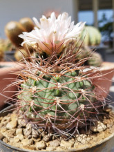 Gymnocalycium weissianum LF 105 Estancia Mazan