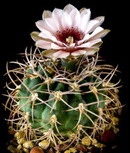 Gymnocalycium weissianum LF 30 de la Peňa