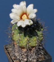 Gymnocalycium kozelskyanum v. longispinum