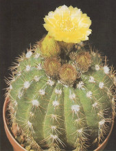 Notocactus linkii