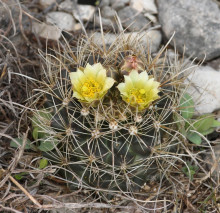 Ancistrocactus brevihamatus