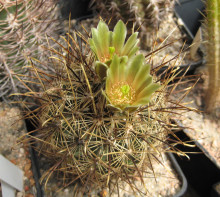 Ancistrocactus scheeri