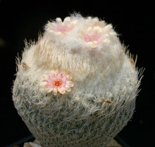 Epithelantha pachyrhiza Z 112