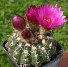 Notocactus uebelmannianus PR 520