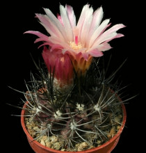 Pyrrhocactus cachytayensis