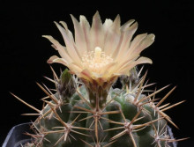 Pyrrhocactus andicola Los Ventisguieros