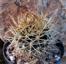 Pyrrhocactus sp. Tulahuen