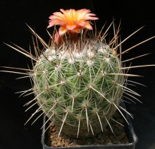 Thelocactus conothelos subs. aurantiacus