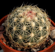 Thelocactus bicolor var. flavidispinus