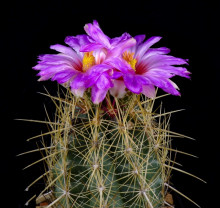 Thelocactus bicolor