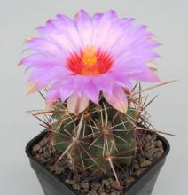 Thelocactus bicolor SB 278