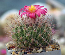 Thelocactus saussieri