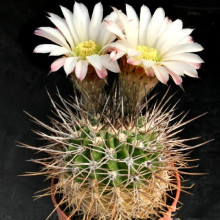 Acanthocalycium spiniflorum