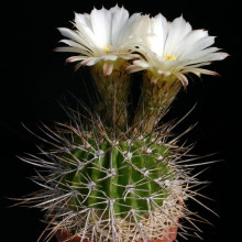 Acanthocalycium spiniflorum