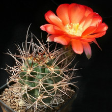 Lobivia haematantha v. hualfinensis