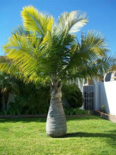 Ravenea rivularis
