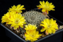 Kaktus Weingartia SL 30 – 99 Pad Coyo 3400 m n. m. Chuguisaca