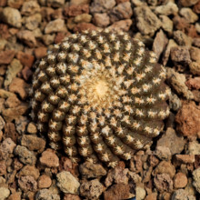 Kaktus Thelocephala odieri var. pajonalensis z oblasti Caleta Del Medio