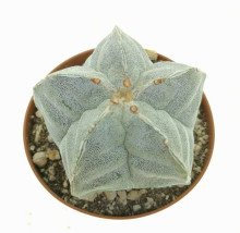 Kaktus Astrophytum myriostigma v. strongylogonum Cerritos Villa Juarez MZ 389