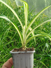 Sazenice Zelenec cca 25–30 cm