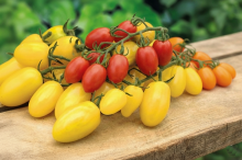 Set tří druhů Rajče Dattolime+Dattoorange+Dattored F1