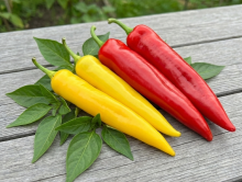 Set Paprika Corno Di Toro Giallo + Rosso 