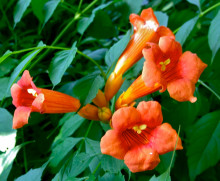 Campsis Radicans - Trubač