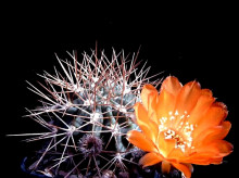 Acanthocalycium variiflorum P 149