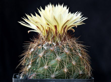 Coryphantha nickelsiae