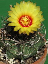 Astrophytum capricorne