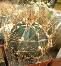 Astrophytum senile var. aureum