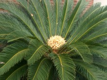 Cycas Revoluta - Cykas Japonský 